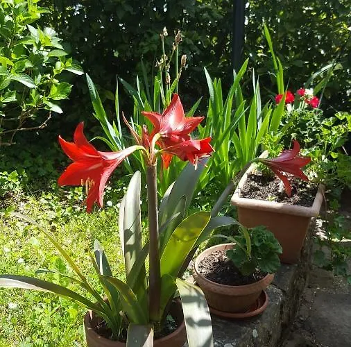 Campomaggio